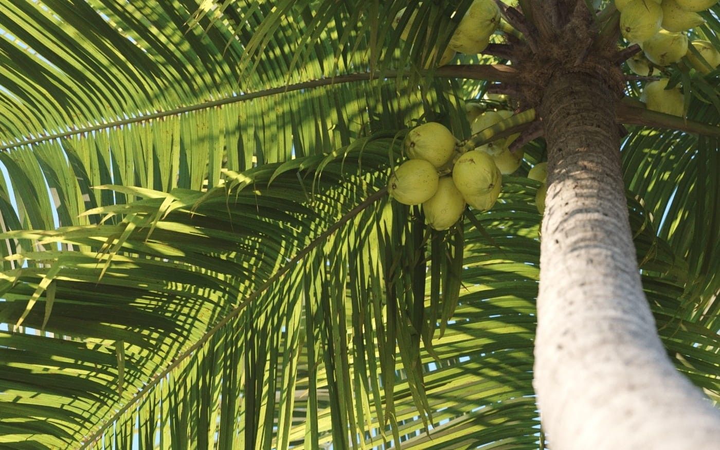 Archmodels vol. 201 - Palm Trees
