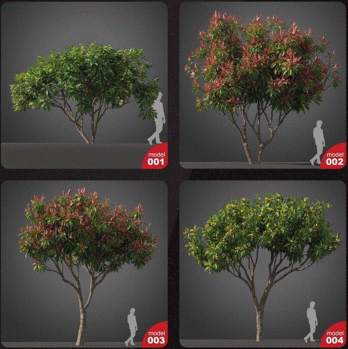 Archmodels vol. 210 - Subtropical Trees
