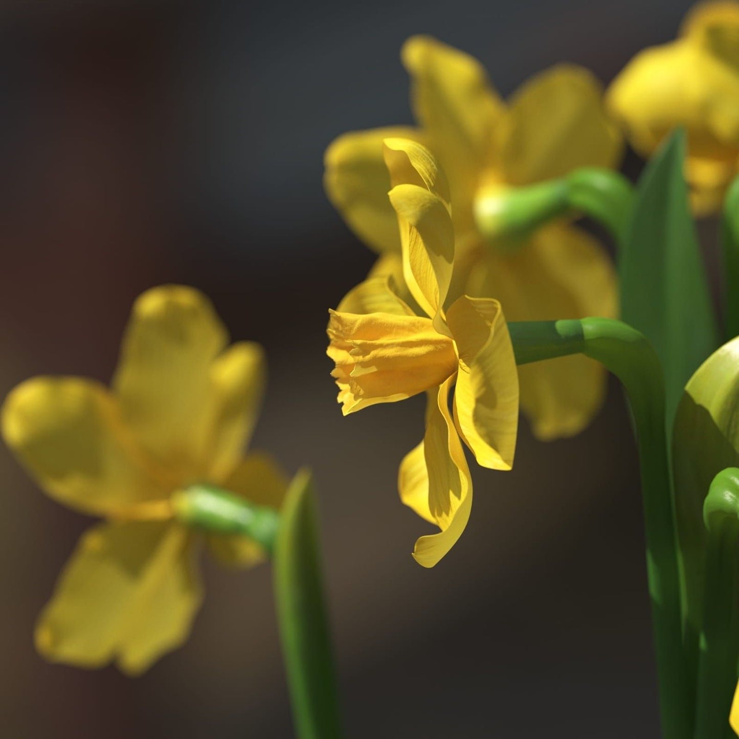 Archmodels vol. 214 - Garden Flowers