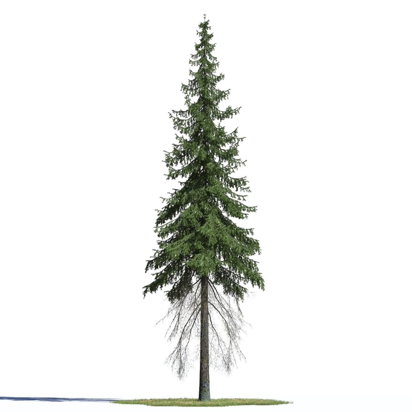 Archmodels Vol. 219 - Coniferous Trees