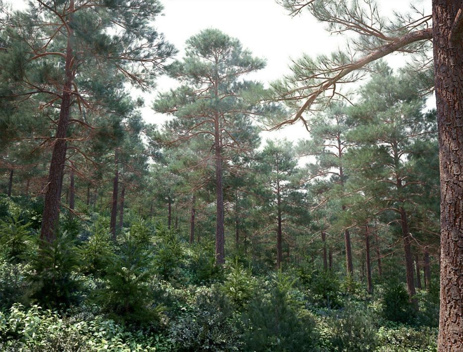 Archmodels vol. 117 - Trees
