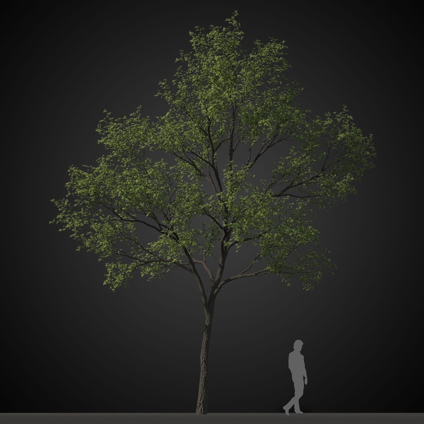 Archmodels vol. 207 - Trees